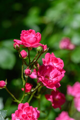 Fototapeta premium Rose Bush with Blooming Pink Roses in Sunlight