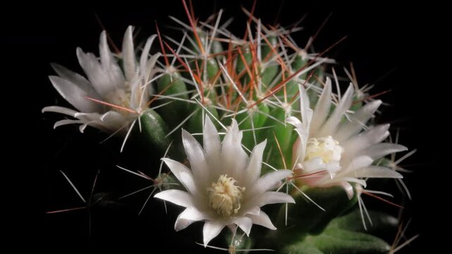 Macro time-lapse of colorful cactus blossom, showing delicate petal movement.