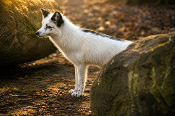 Naklejka premium White Fox with Black Markings Standing Between Rocks in Forest