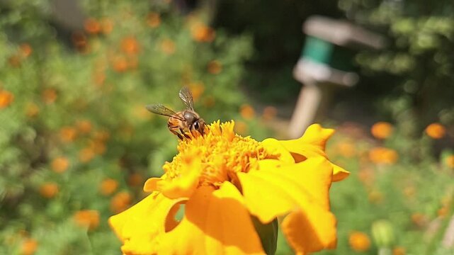 Indian Honey Bee Hovering Above Yellow Marigold Flower During Pollination &ndash; Macro Wildlife Footage