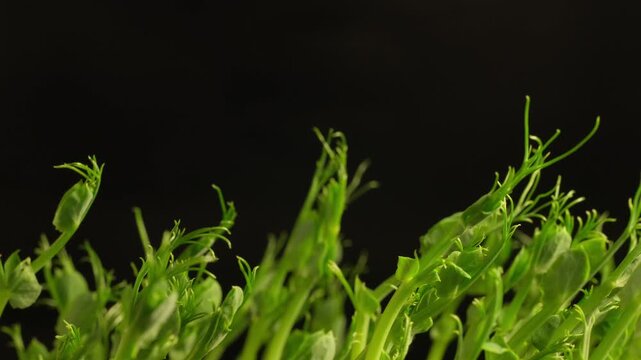 Growing plants time-lapse on dark fertile soil, symbol of business growth and success.