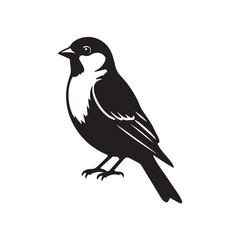 Obraz premium blackbird isolated on white background
