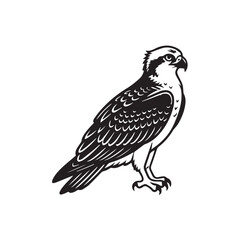 Fototapeta premium osprey isolated on white background