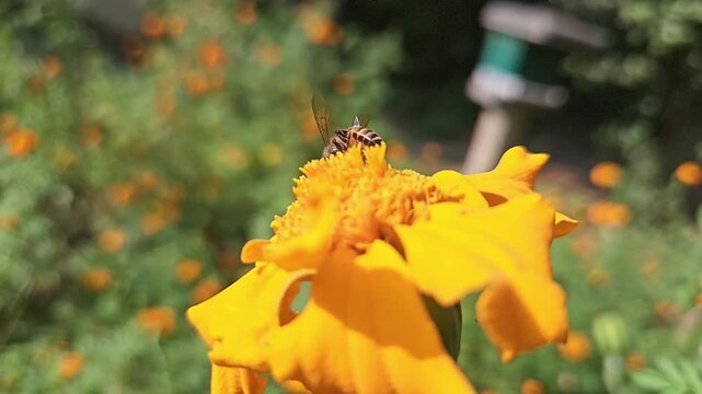 Authentic macro footage of an Indian Honey Bee hovering and collecting nectar from a vibrant yellow marigold flower in blooming garden. Natural pollination behavior, hovering flight, wing movement