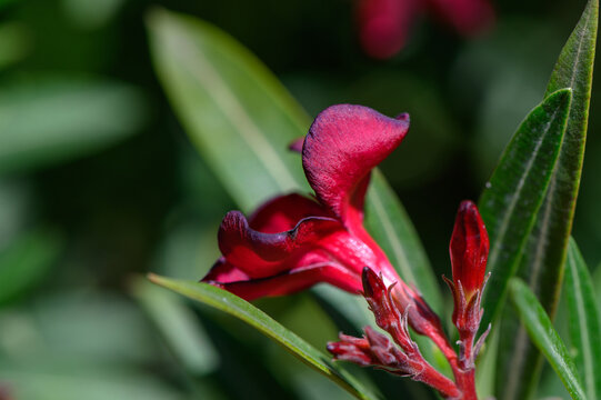 Oleander Nerium oleander Cherry Star with Deep Cherry-Red Blossoms