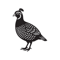 Fototapeta premium vector illustration of a quail