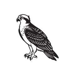 Fototapeta premium hawk isolated on white background