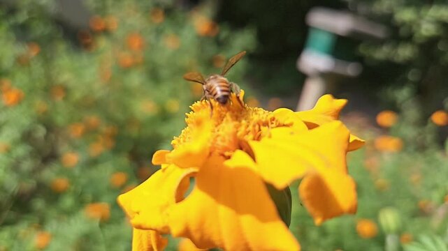 Indian Honey Bee Apis cerana indica Hovering and Collecting Nectar from Yellow Marigold Flower, Pollination Process, Macro Wildlife Close Up, Garden Pollinator, Slow Motion Cinematic Nature