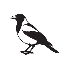 Obraz premium magpie on a white background