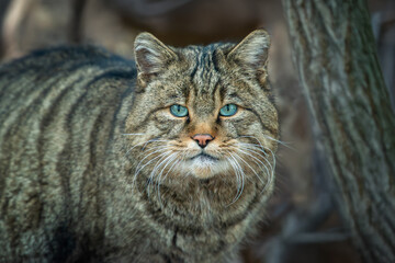 A wild cat observed in its natural habitat, showcasing striking blue eyes and distinctive striped fur in a forest setting © byrdyak