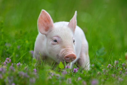 A young, pink piglet stands curiously amidst a field of lush green grass and delicate purple clover flowers