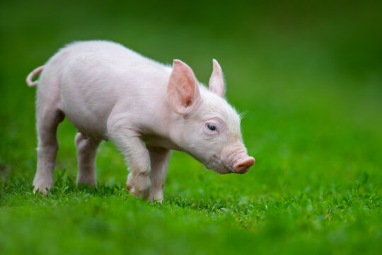 Adorable pink piglet exploring a lush green grassy field