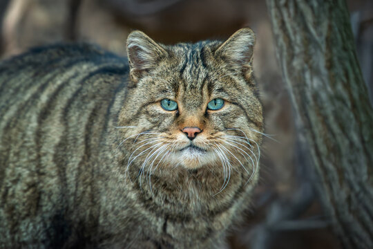 A wild cat observed in its natural habitat, showcasing striking blue eyes and distinctive striped fur in a forest setting