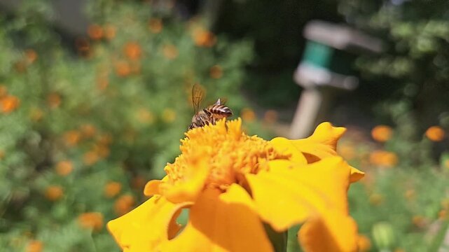 Indian Honey Bee Apis cerana indica Hovering and Collecting Nectar from Yellow Marigold Flower, Pollination Process, Macro Wildlife Close Up, Garden Pollinator, Slow Motion Cinematic Nature