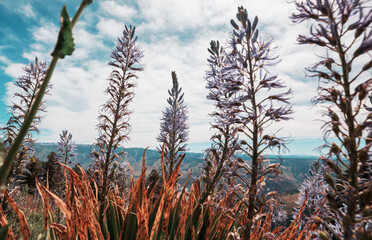 Obraz premium Mountains meadow