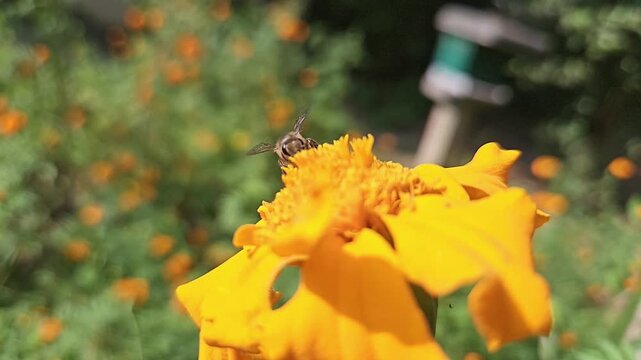 Indian Honey Bee Hovering Above Yellow Marigold Flower During Pollination &ndash; Macro Wildlife Footage