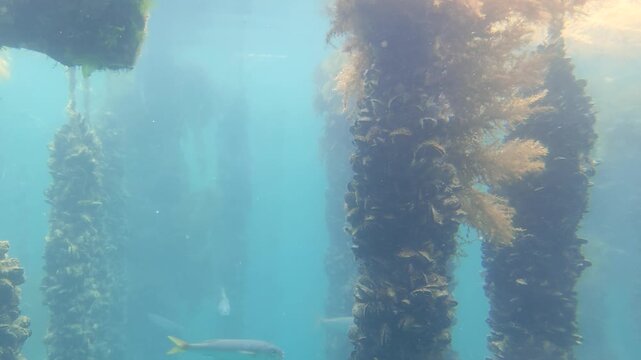 Beautiful underwater footage capturing the thriving ecosystem around a mussel breeding facility, featuring ropes heavy with shellfish and active schooling fish in bright water.