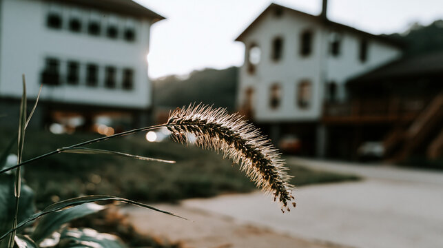 Macro close-up of grass seed head in sunset light with golden hour, wild grass