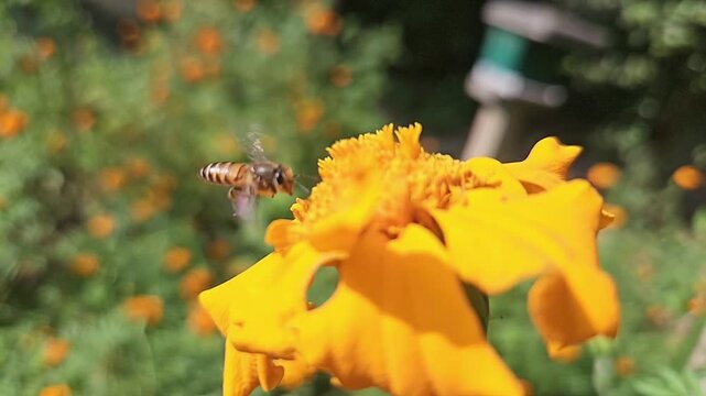 Authentic macro footage of an Indian Honey Bee hovering and collecting nectar from a vibrant yellow marigold flower in blooming garden. Natural pollination behavior, hovering flight, wing movement