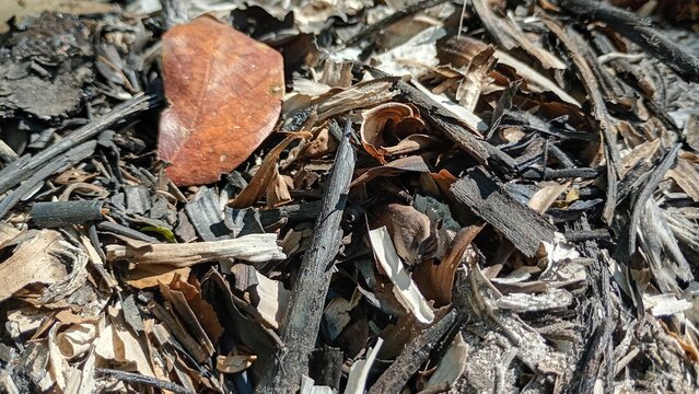 close up of black charcoal, twigs, leaves in the middle of the forest. charcoal texture and dry bamboo leaf
