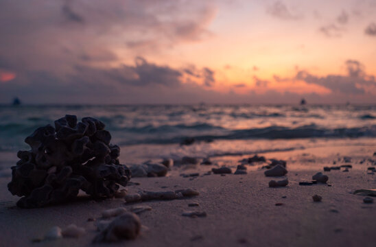 Dead stony coral piece on grainy sand beach, ocean wave washes the shore during the sunset.