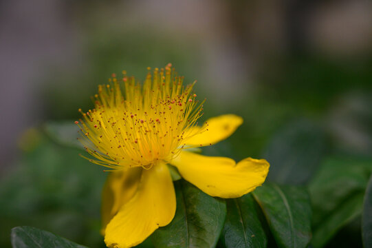 Macro Close-Up of Yellow Hypericum calycinum Flower with Stamens