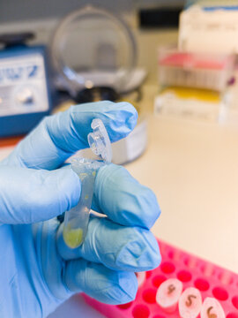 Brussels, Belgium. Gloved laboratory technician holding an opened Eppendorf microcentrifuge tube containing prepared GMO food sample during molecular biology analysis
