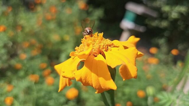 Indian Honey Bee Hovering Above Yellow Marigold Flower During Pollination &ndash; Macro Wildlife Footage