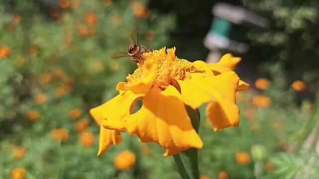 Authentic macro footage of an Indian Honey Bee hovering and collecting nectar from a vibrant yellow marigold flower in blooming garden. Natural pollination behavior, hovering flight, wing movement