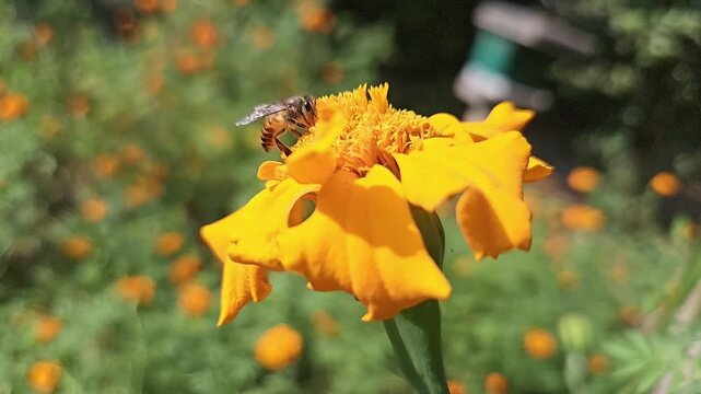Authentic macro footage of an Indian Honey Bee hovering and collecting nectar from a vibrant yellow marigold flower in blooming garden. Natural pollination behavior, hovering flight, wing movement