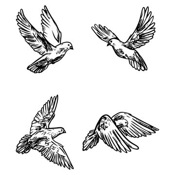 Set of four detailed hand-drawn flying doves in various poses, black ink sketch style illustration perfect for peace, freedom, wedding, spiritual, and tattoo themes.