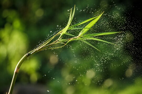 A flexible bamboo branch recoiling, flinging water droplets into the air.
