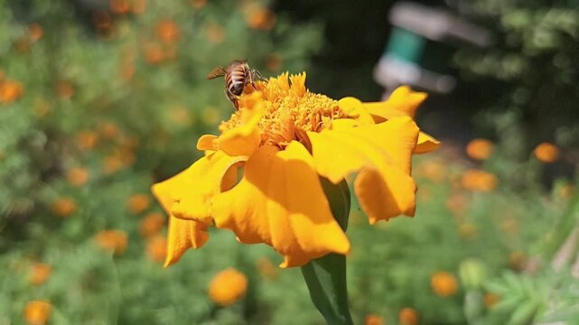 Indian Honey Bee Apis cerana indica Hovering and Collecting Nectar from Yellow Marigold Flower, Pollination Process, Macro Wildlife Close Up, Garden Pollinator, Slow Motion Cinematic Nature