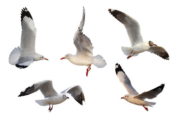 Obraz premium Collage of five seagulls isolated on transparent background png file
