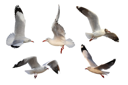 Collage of five seagulls isolated on transparent background png file