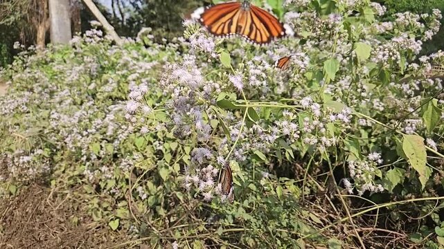 Plain Tiger Butterfly Collecting Nectar from White Wildflowers in Natural Habitat, Butterfly Pollination, Macro Wildlife Close Up, Tropical Garden, Slow Motion Cinematic Nature Footage