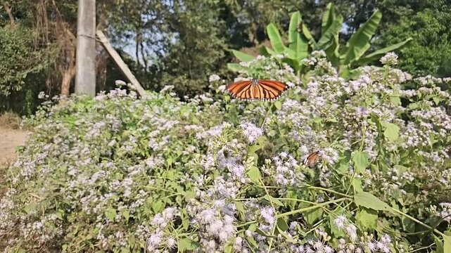 Plain Tiger Butterfly Collecting Nectar from White Wildflowers in Natural Habitat, Butterfly Pollination, Macro Wildlife Close Up, Tropical Garden, Slow Motion Cinematic Nature Footage