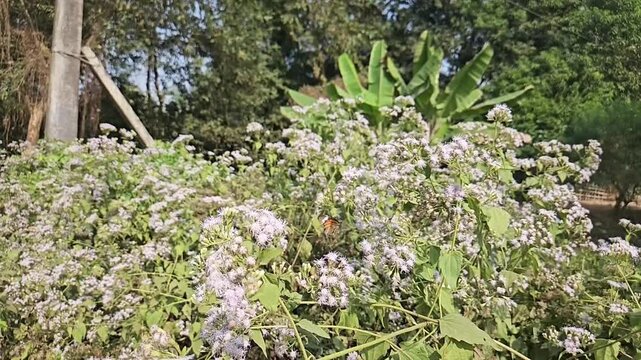 Plain Tiger Butterfly Collecting Nectar from White Wildflowers in Natural Habitat, Butterfly Pollination, Macro Wildlife Close Up, Tropical Garden, Slow Motion Cinematic Nature Footage