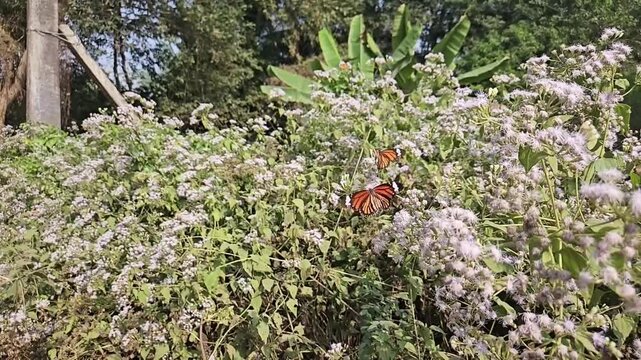 Plain Tiger Butterfly Collecting Nectar from White Wildflowers in Natural Habitat, Butterfly Pollination, Macro Wildlife Close Up, Tropical Garden, Slow Motion Cinematic Nature Footage