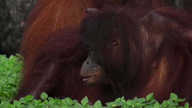 Several orangutans gathered in one corner and interacted with each other.
