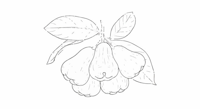 Detailed fine line drawing of a cluster of rose apples on a leafy branch. Minimalist black and white sketch of Syzygium samarangense fruit isolated on a white background for design.