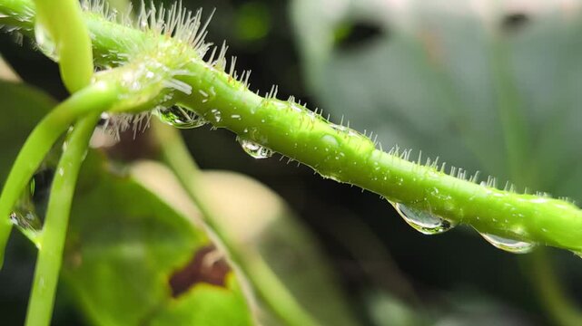 Morning dewdrops rest on a wild tropical plant tendril. These fragile water droplets shimmer in the forest. They will soon dry up as the morning sun warms the air.