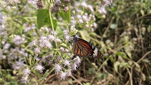 Plain Tiger Butterfly Collecting Nectar from White Wildflowers in Natural Habitat, Butterfly Pollination, Macro Wildlife Close Up, Tropical Garden, Slow Motion Cinematic Nature Footage