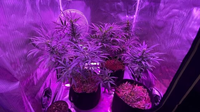 Video perspective starts with a close up of flowering cannabis plants and slowly pulls back to reveal a complete indoor grow setup featuring multiple mature plants growing in fabric pots alongside a s