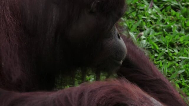 An orangutan slowly chews a dry yellow leaf, then appears to push something away from him.
