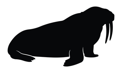 Walrus side view icon Silhouette Vector black design on a white background © NexaVectors