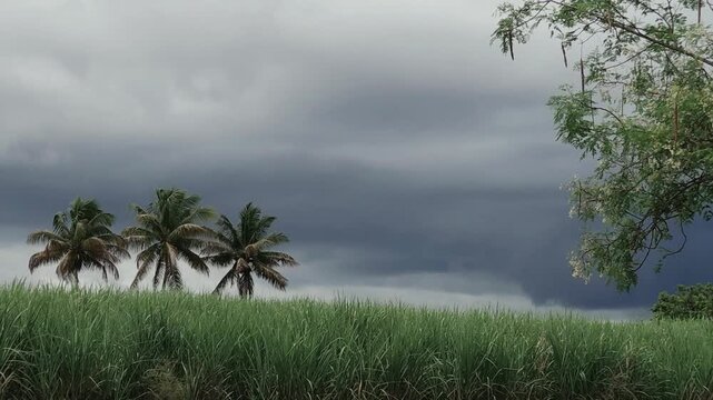 Moringa branches and palm trees dance in a heavy wind. A wide sugarcane field stretches out under deep, dark, overcast skies, capturing a dramatic, moody, and raw rural tropical landscape.