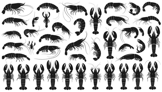 Aquatic Seafood Shrimp Prawn and Lobster Black Silhouette Icon Set with Commercial Crustacean Animal Graphics for Fishing Harbor Restaurant Menu Templates