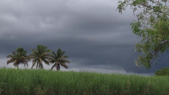 Moringa branches and palm trees dance in a heavy wind. A wide sugarcane field stretches out under deep, dark, overcast skies, capturing a dramatic, moody, and raw rural tropical landscape.