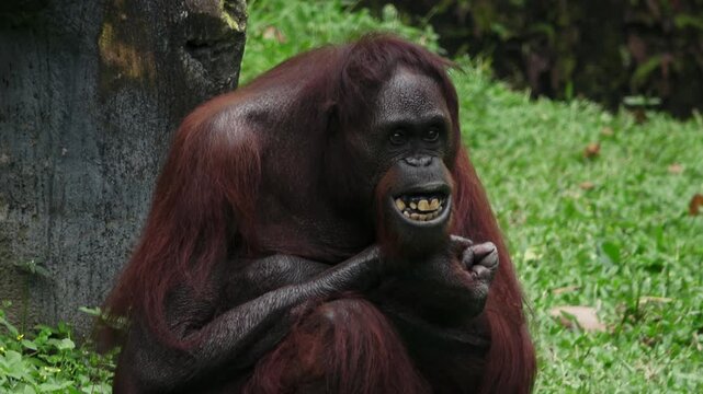 An orangutan is seen sitting as if squatting while occasionally showing his teeth.
